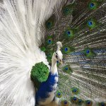 Nigeria as a peacock society. By Okey Ndibe