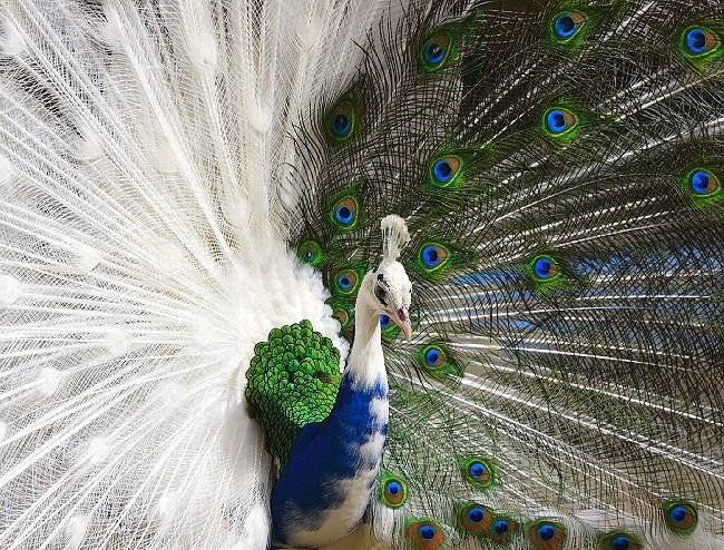 Nigeria as a peacock society. By Okey Ndibe