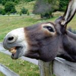 Donkey penises seized in Nigeria smuggling operation 