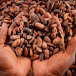 Ivory Coast cocoa exporters fear default as bean shortage hits hard