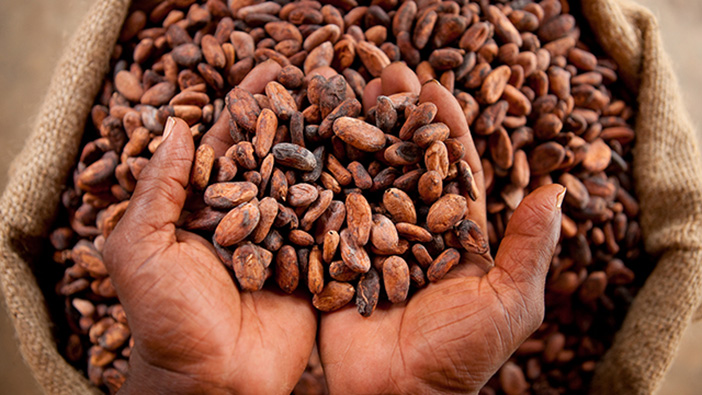 Ivory Coast cocoa exporters fear default as bean shortage hits hard