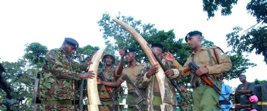 Kenyan police arrest 3 suspects with elephant tusks