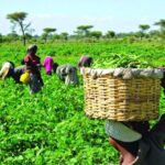 Enhancing Agric value-chain in Nigeria, Africa