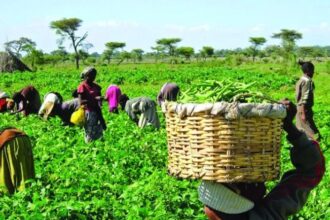 Enhancing Agric value-chain in Nigeria, Africa