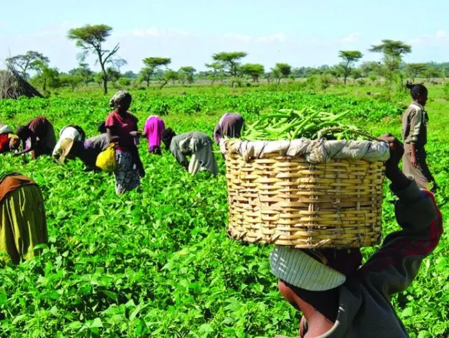 Enhancing Agric value-chain in Nigeria, Africa