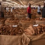 Malawi expects 55% increase in tobacco sales this season.