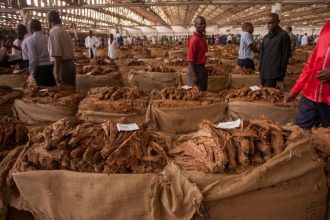 Malawi expects 55% increase in tobacco sales this season.