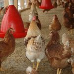 Namibia suspends imports of chickens from South African