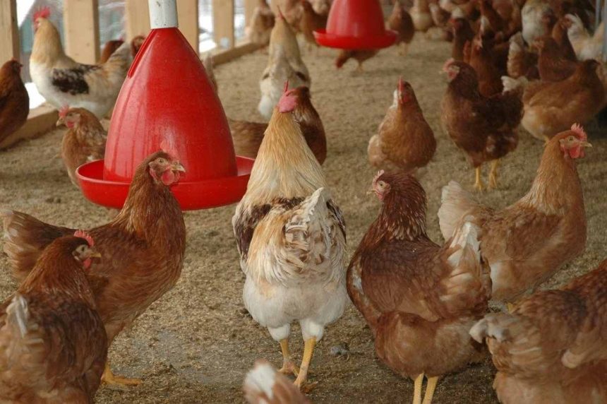 Namibia suspends imports of chickens from South Africa