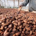Price adjustment: Ivory Coast raises cocoa farm-gate rate