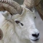 The IBOM AIR FURORE. By Abdu Rafiu