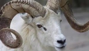 Dangote Refinery: Salute to courage. By Abdu Rafiu