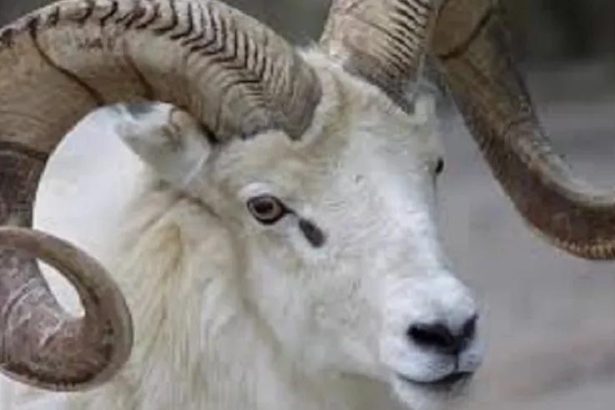 Bringing down tension. By Abdu Rafiu