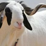 This world, these times. By Abdu Rafiu