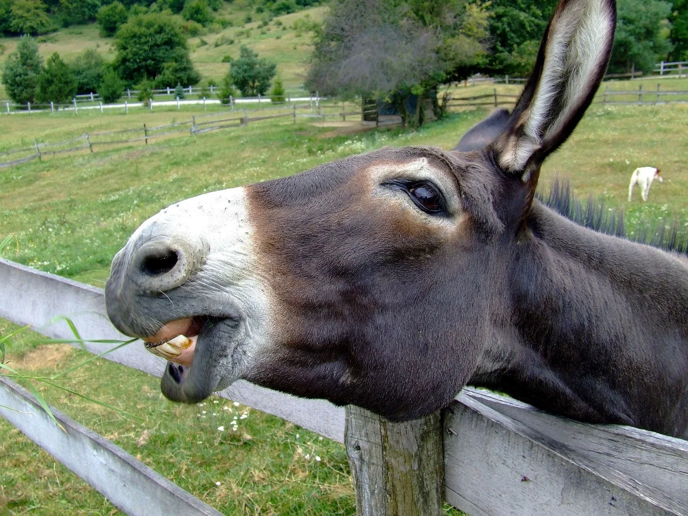 Donkey penises seized in Nigeria smuggling operation 